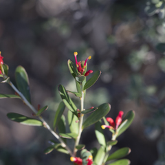 Grevillea pauciflora