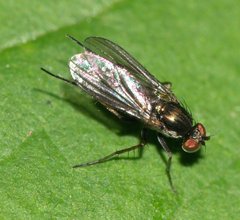 Dolichopodidae