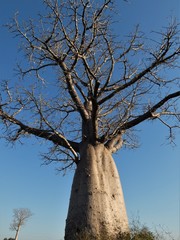 Adansonia