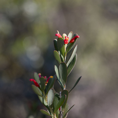 Grevillea pauciflora