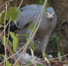 Polyboroides radiatus