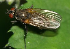 Anthomyiidae