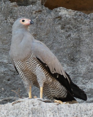 Madagascar Harrier-Hawk