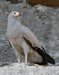 Polyboroides radiatus