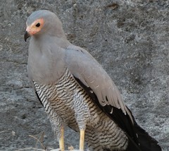 Polyboroides radiatus