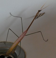 Idolomorpha madagascariensis