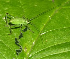 Leptophyes punctatissima