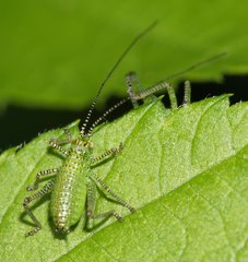 Leptophyes punctatissima