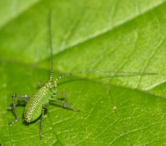 Leptophyes punctatissima