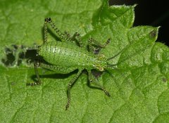 Leptophyes punctatissima