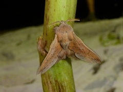 Phyllodesma tremulifolia
