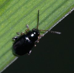 Aphthona