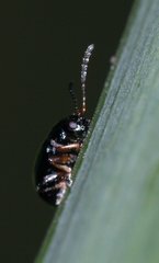 Aphthona