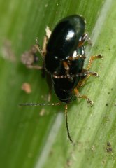 Aphthona