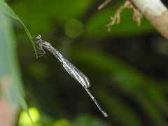 Platycnemididae