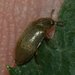 Raspberry Beetle - Photo (c) portioid, some rights reserved (CC BY-SA), uploaded by portioid