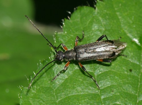 Lepturette discrète