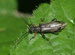 Grammoptera abdominalis
