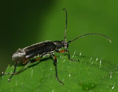 Grammoptera abdominalis