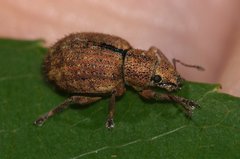 Strophosoma melanogrammum