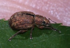 Strophosoma melanogrammum