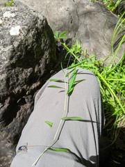 Dichanthelium boreale