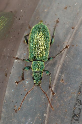 Silver-green leaf weevil, photo 2 of 10