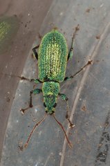 Phyllobius argentatus