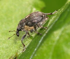 Rhinoncus leucostigma