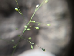 Dichanthelium boreale