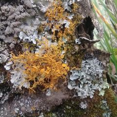 Teloschistes exilis