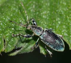 Phyllobius pomaceus