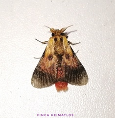 Aidos perfusa