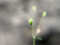 Dichanthelium boreale