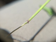 Dichanthelium boreale