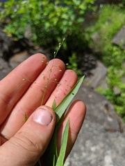 Dichanthelium boreale