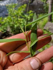 Dichanthelium boreale