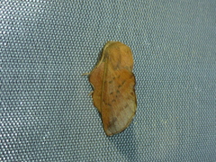 Phyllodesma tremulifolia