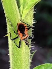Rhynocoris ventralis