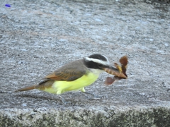 Pitangus sulphuratus