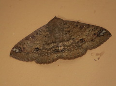 Ericeia sobria
