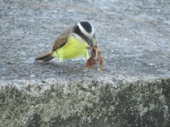 Pitangus sulphuratus