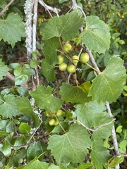 Vitis rotundifolia rotundifolia