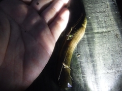 Whitmania pigra