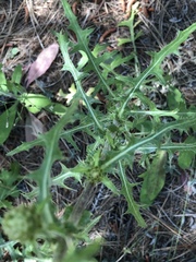 Cirsium remotifolium