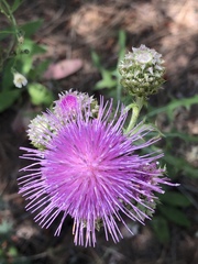 Cirsium remotifolium