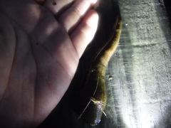 Whitmania pigra