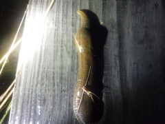 Whitmania pigra