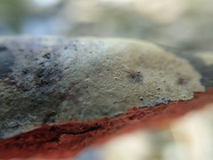 Ionaspis lacustris