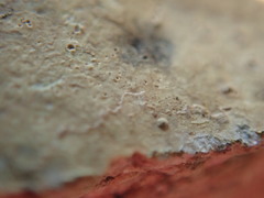 Ionaspis lacustris